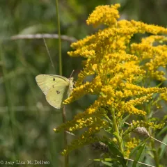 Clouded Sulphur thumbnail 4