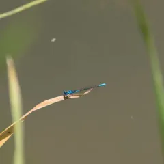 Azure Bluet thumbnail 2