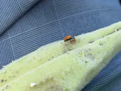 Dinocampus coccinellae paralysis virus thumbnail 3