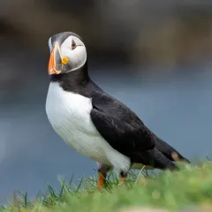 Atlantic Puffin thumbnail 4