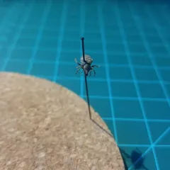 Clay-coloured Weevil thumbnail 4