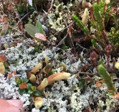 Arctic Butterfingers Lichen thumbnail 3
