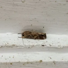 Fall Armyworm Moth thumbnail 4