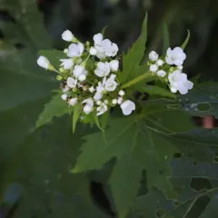 Glade Mallow thumbnail 3