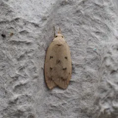 Gold-striped Leaftier Moth thumbnail 3