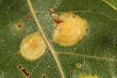 Polystepha pustuloides thumbnail 4