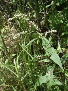 Stout Smartweed thumbnail 3