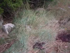 Tick Quackgrass thumbnail 3