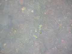 Tuckerman's quillwort thumbnail 4