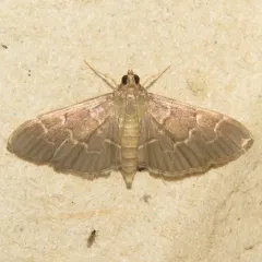 Scraped Pilocrocis Moth thumbnail 2