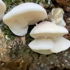 White Cheese Polypore thumbnail 2