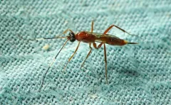 Zagryphus nasutus thumbnail 4