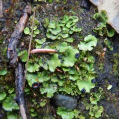 fan pelt lichen thumbnail 1