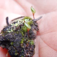 Bug-on-a-stick thumbnail 2