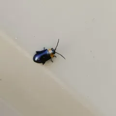 Three-spotted Flea Beetle thumbnail 2