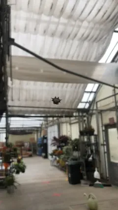 Spinybacked Orbweaver thumbnail 4