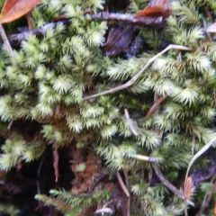 ribbed bog moss thumbnail 2