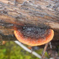 Conifer Mazegill thumbnail 4