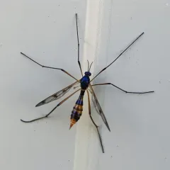 Ptychoptera quadrifasciata thumbnail 2