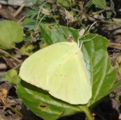 Cloudless Sulphur thumbnail 2