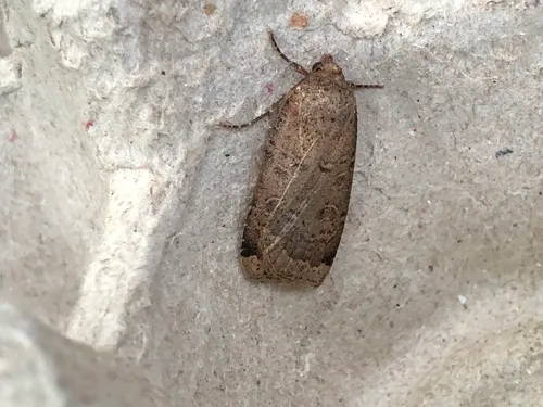 Blueberry Budworm Moth