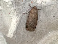 Blueberry Budworm Moth thumbnail 1