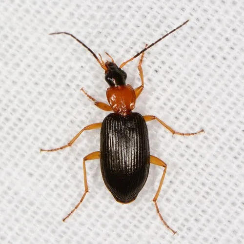 Agonum decorum