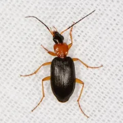 Agonum decorum thumbnail 1