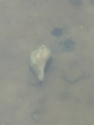 Knobbed Whelk