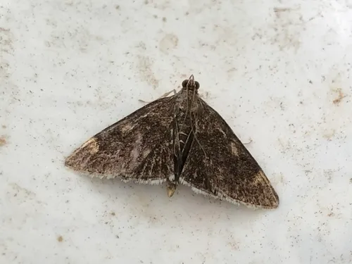 White-fringed Pyrausta Moth