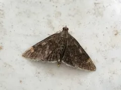 White-fringed Pyrausta Moth thumbnail 1