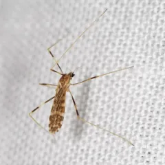 Erioptera caliptera thumbnail 2