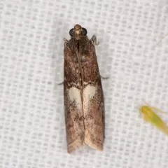 Engel's Salebriaria Moth thumbnail 2