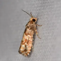 White Pine Coneborer Moth thumbnail 2