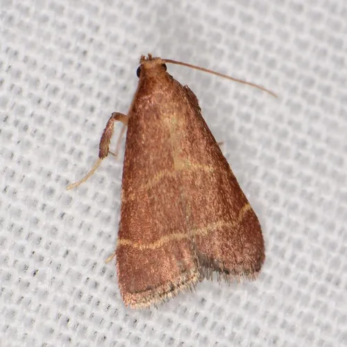 Posturing Arta Moth