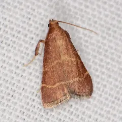 Posturing Arta Moth thumbnail 1
