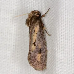 Clemens' Grass Tubeworm Moth thumbnail 2