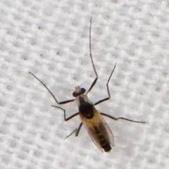 Cardiocladius obscurus thumbnail 3
