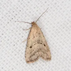 Broken-lined Hypenodes Moth thumbnail 2