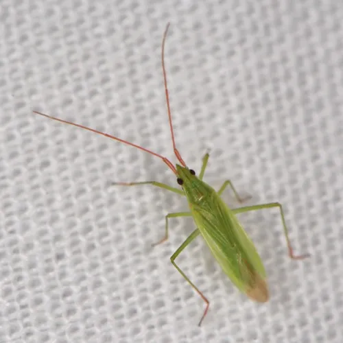 Rice Leaf Bug