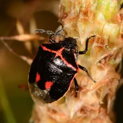 Twice-stabbed Stink Bug thumbnail 2
