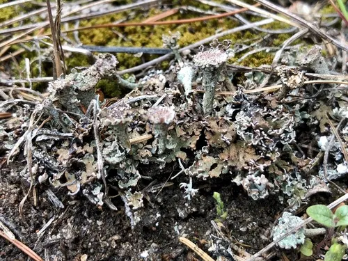 Smooth Pixie-cup Lichen
