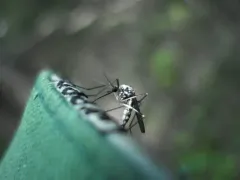 Aedes hendersoni thumbnail 2