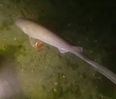 Bluntnose Sixgill Shark thumbnail 3