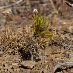 Whitebark Pine thumbnail 3