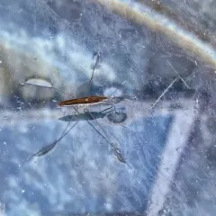 Kayak Pond Skater thumbnail 2