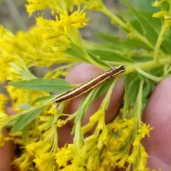 Striped Garden Caterpillar Moth thumbnail 4