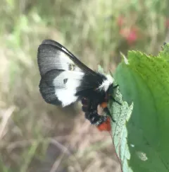 New England Buckmoth thumbnail 3