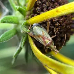 Harmostes reflexulus thumbnail 3