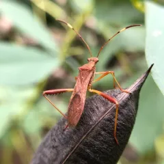 Lupine Bug thumbnail 2